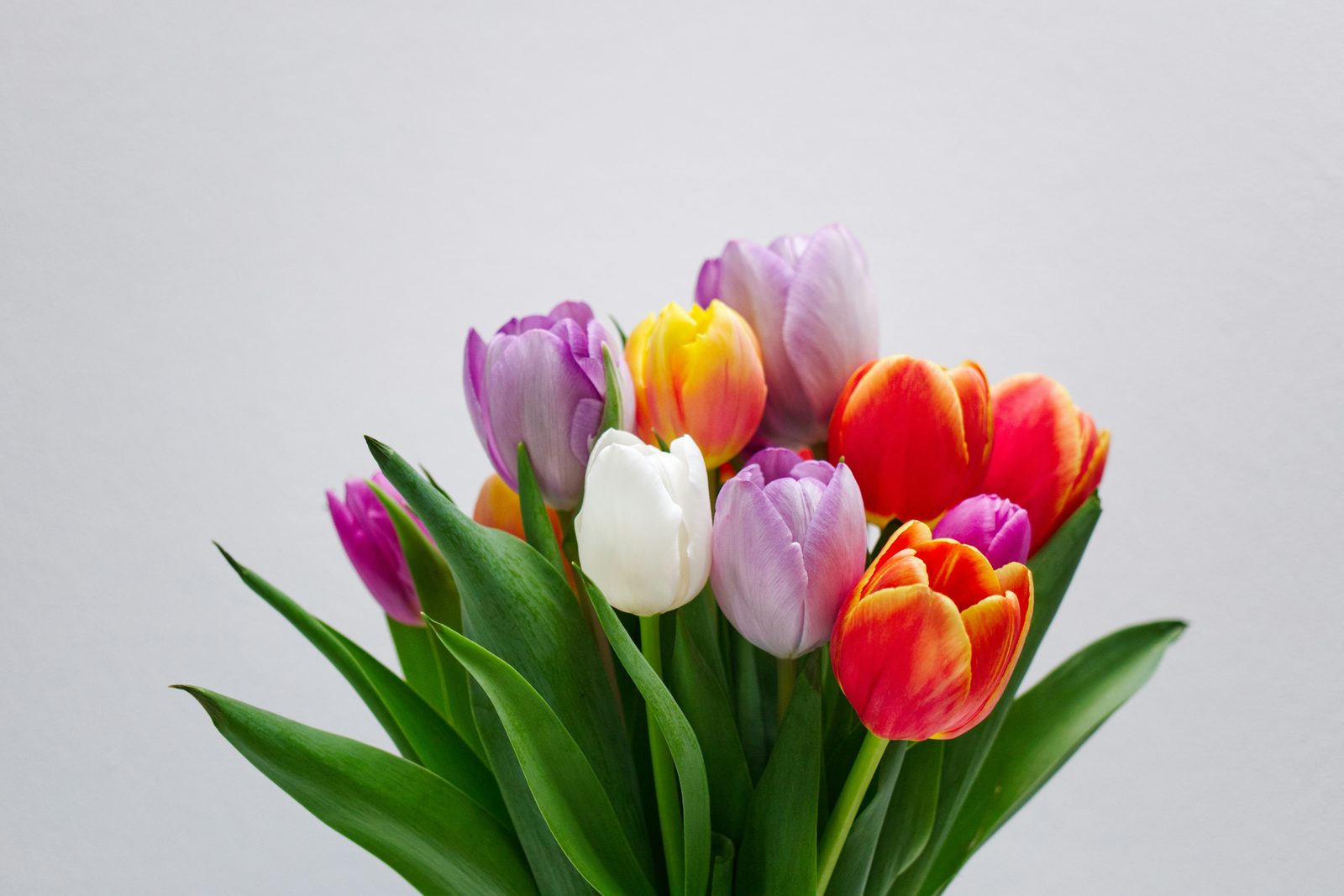 Eustoma